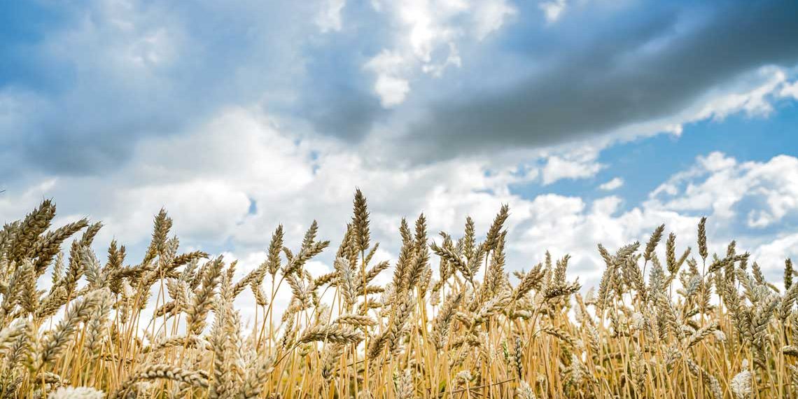 Cultivo de trigo