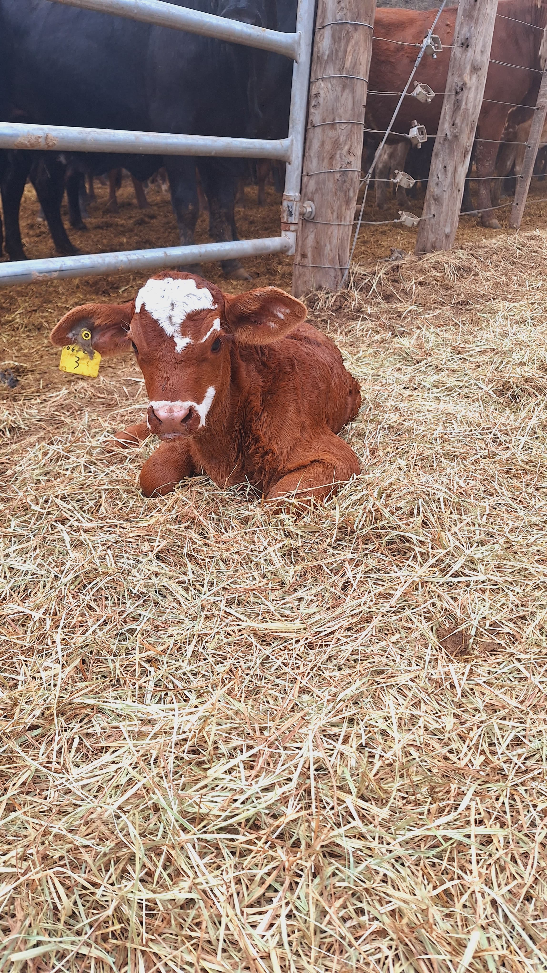 Vista general de Lagunita
